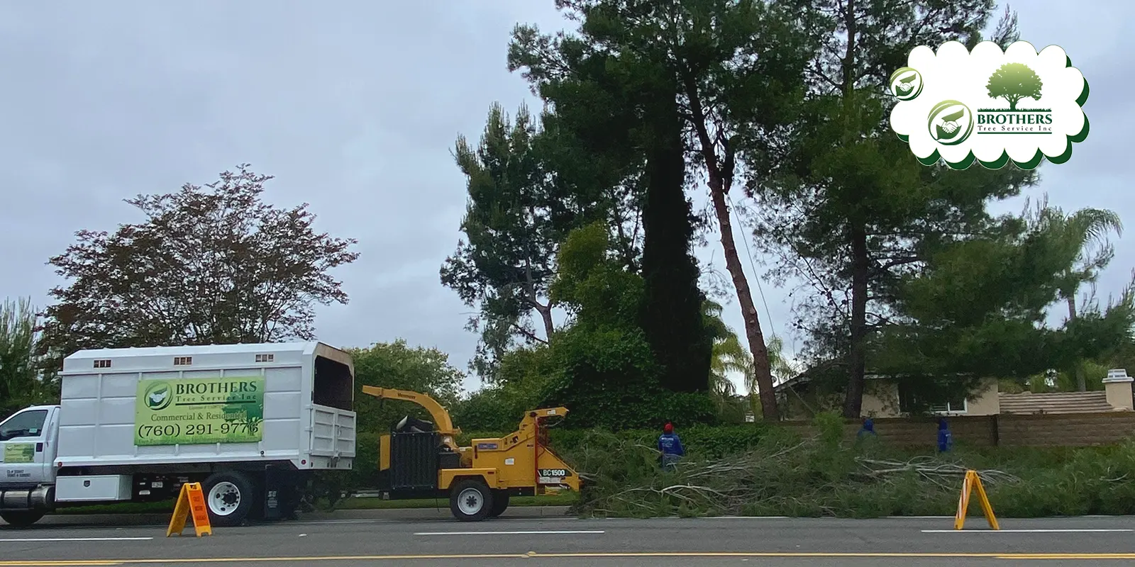 How Tree Removal is Done Safely and Effectively
