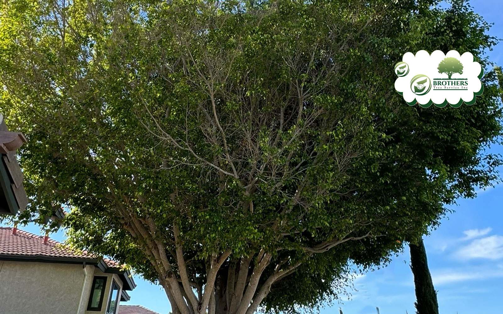 Effective pruning strategies for healthy trees in San Diego