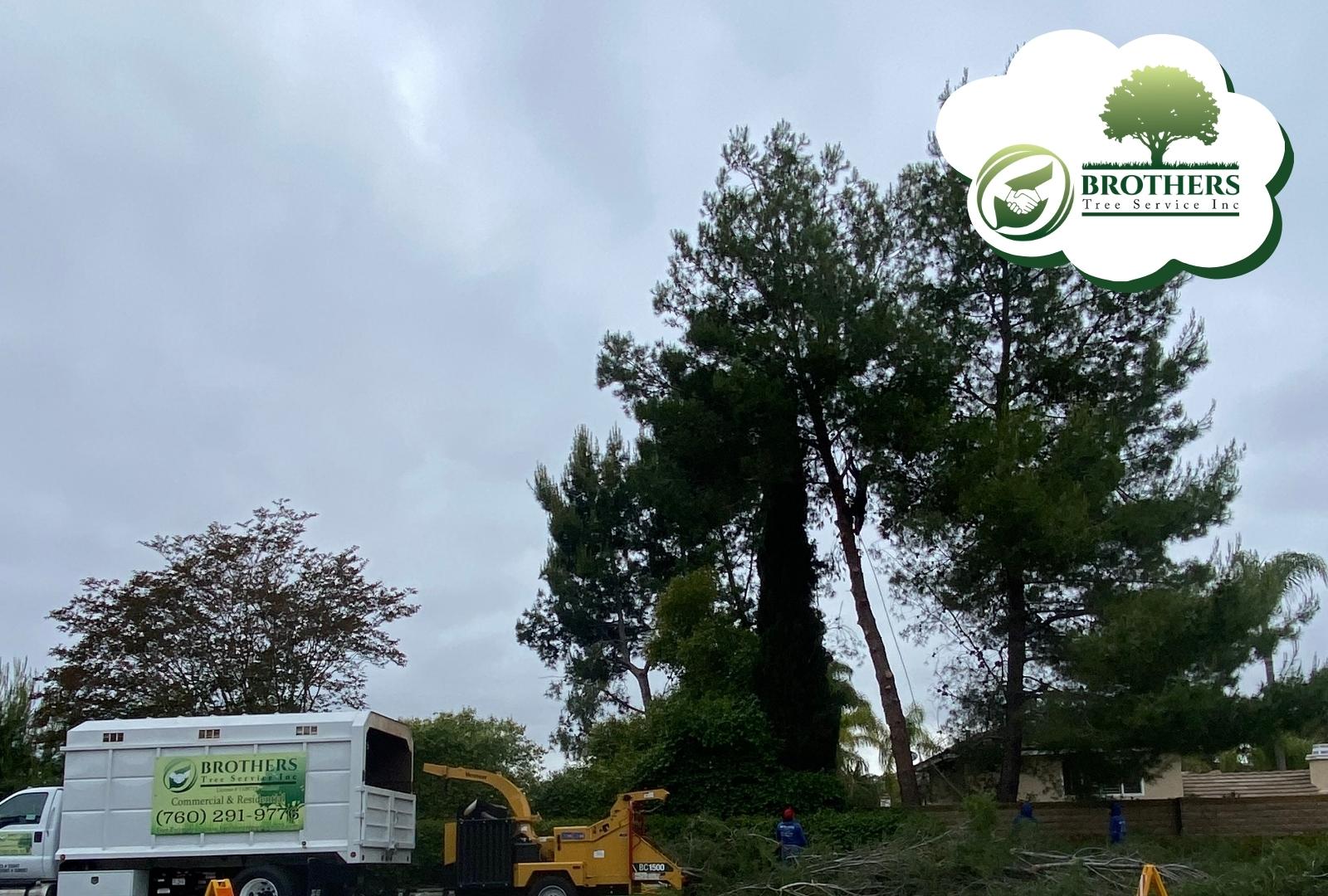 Tree worker using a saw to cut a heavy limb.