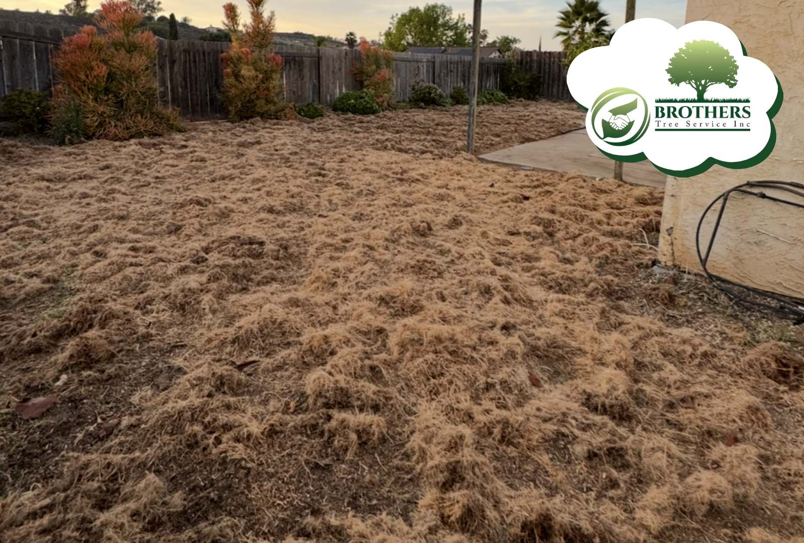 Brother’s Tree Service team grinding stumps in Vista, CA
