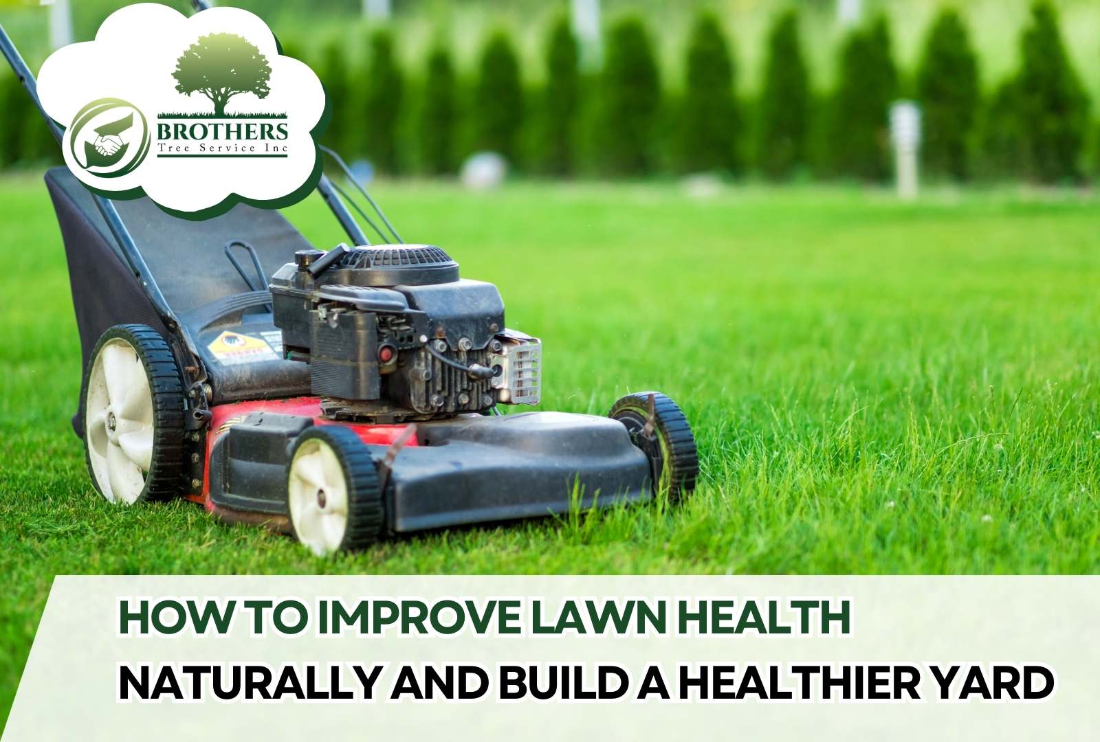 Green, vibrant lawn after stump grinding in Vista, CA