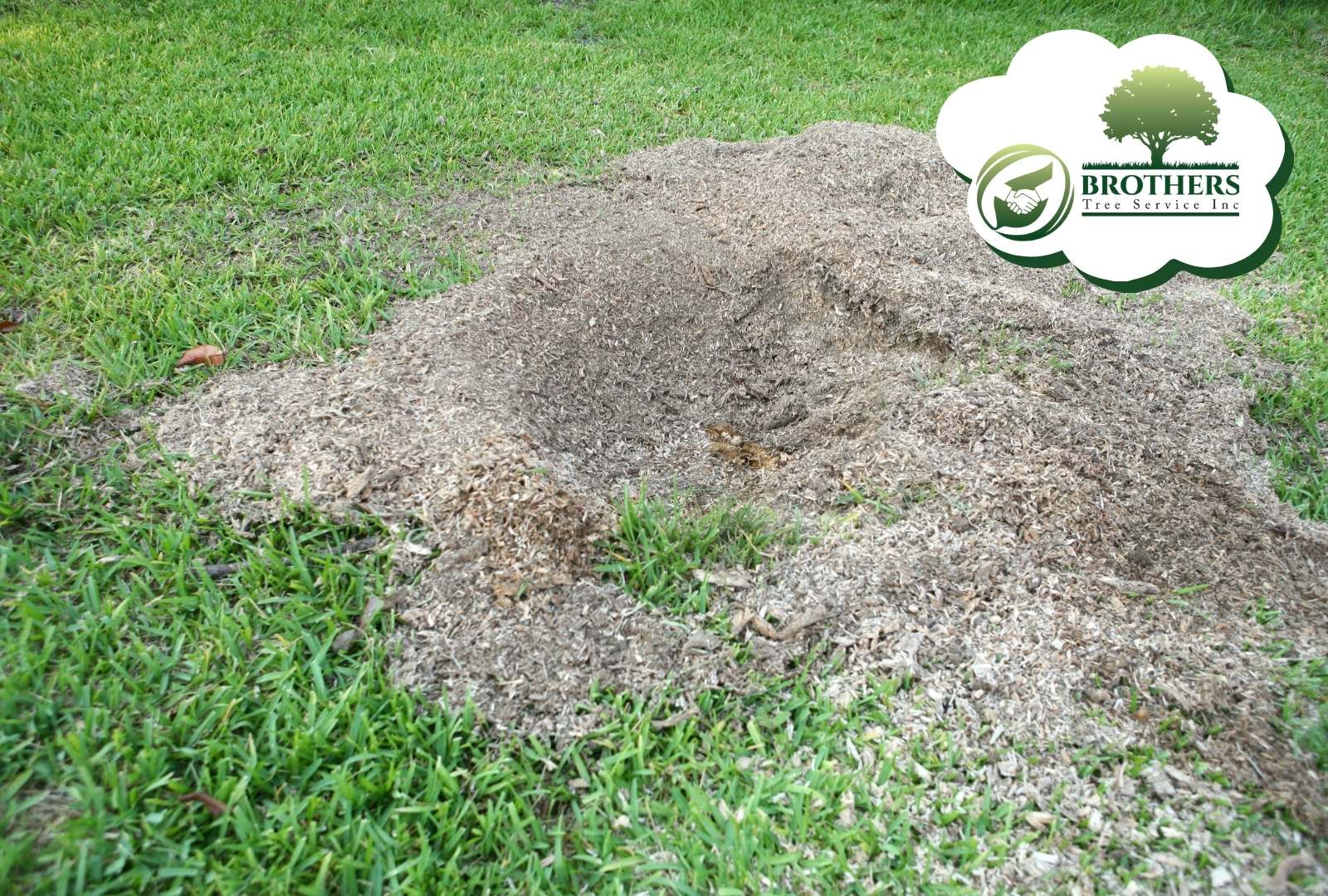 Healthy green lawn after stump grinding in San Diego