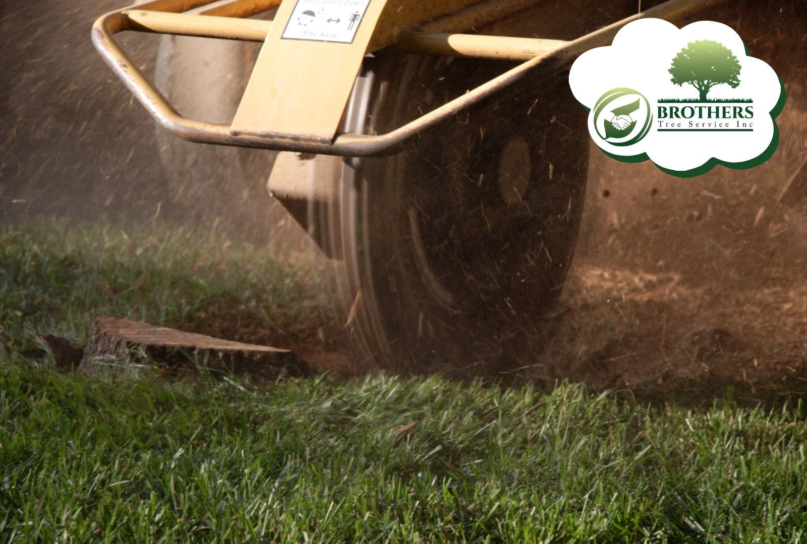 Lawn recovering with fresh grass after tree care