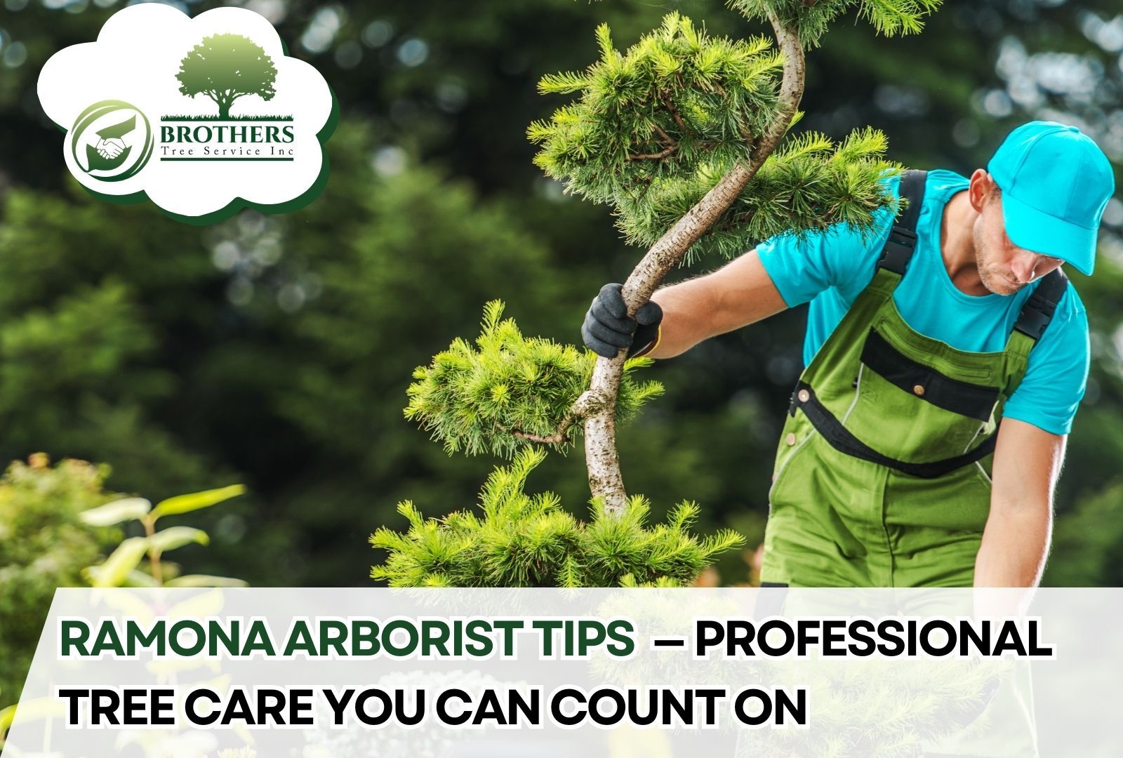Certified arborist examining tree health in Ramona backyard