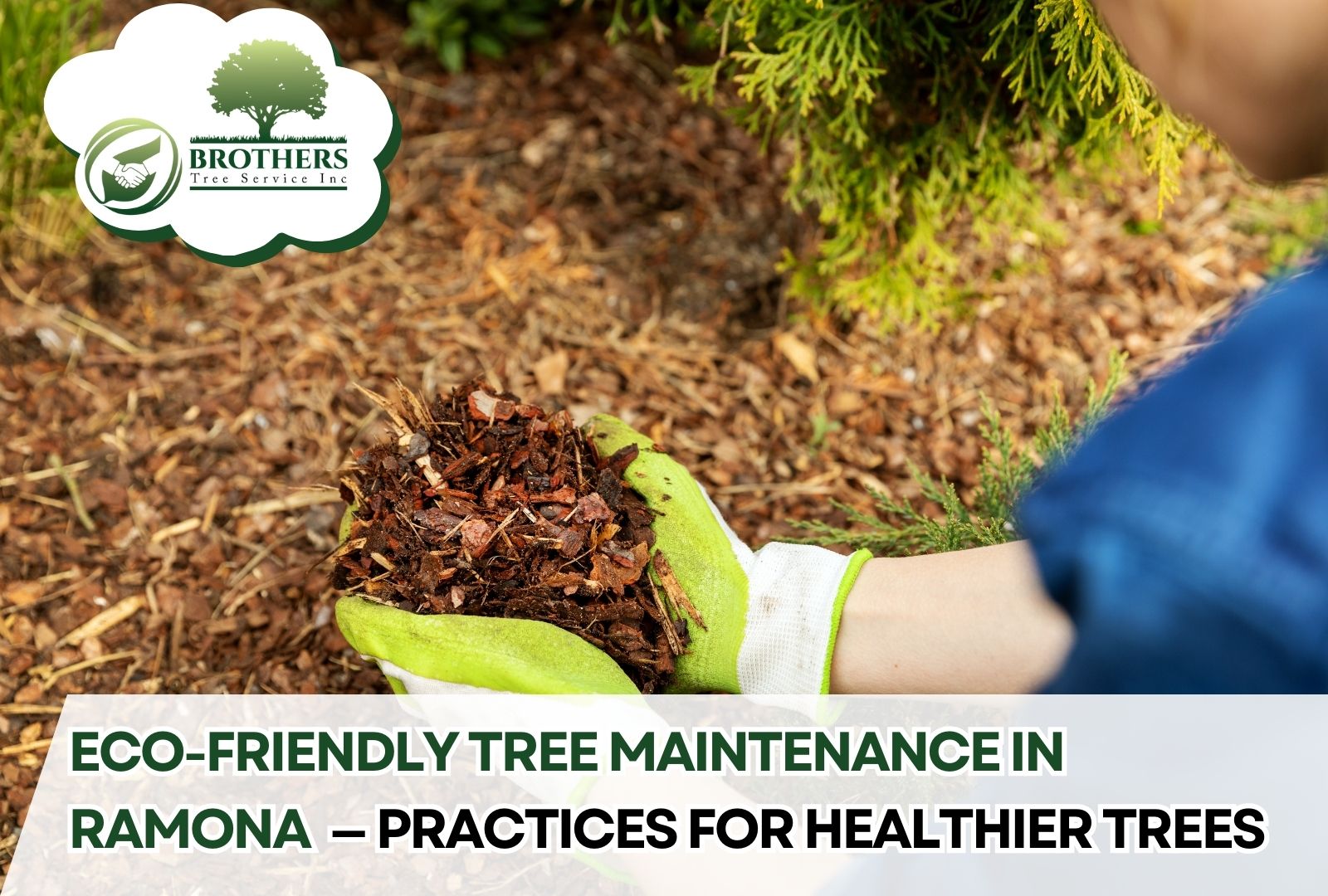 Homeowner using mulch and compost around a healthy tree in Ramona