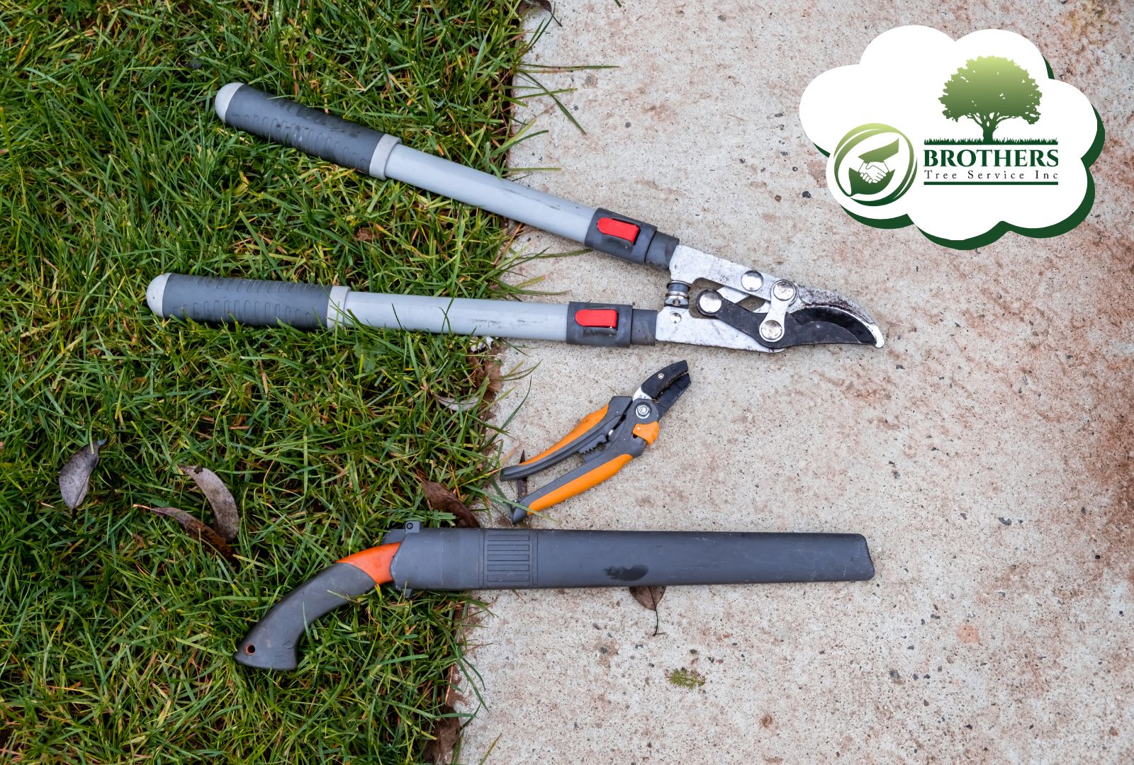 Manual pruners and electric trimmer laid out for eco-friendly tree care