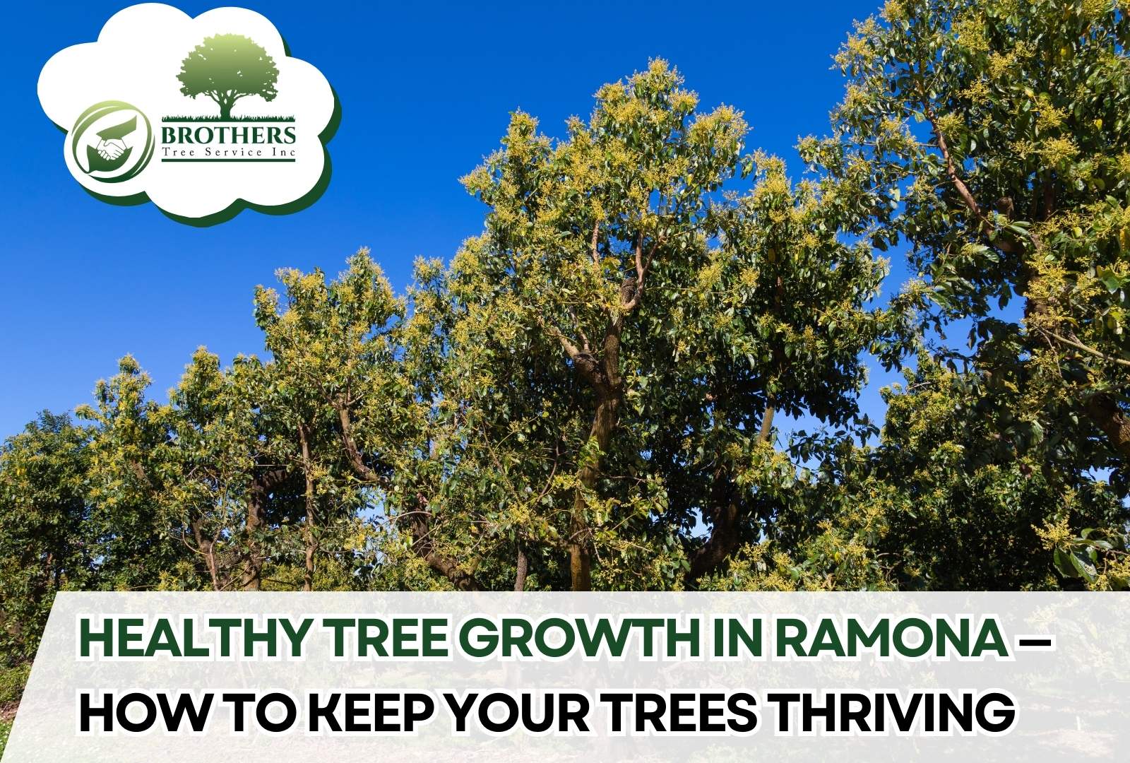 Green, healthy tree with full canopy after expert care in Ramona