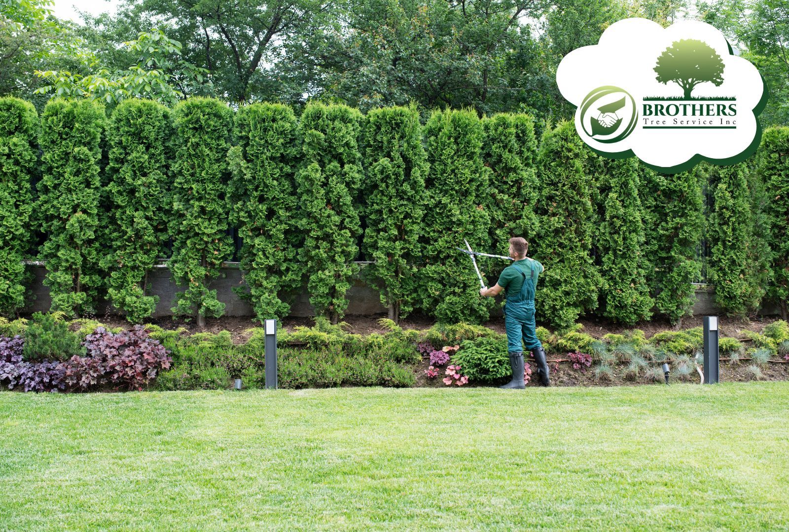 Professional arborist shaping a tree for balance and curb appeal