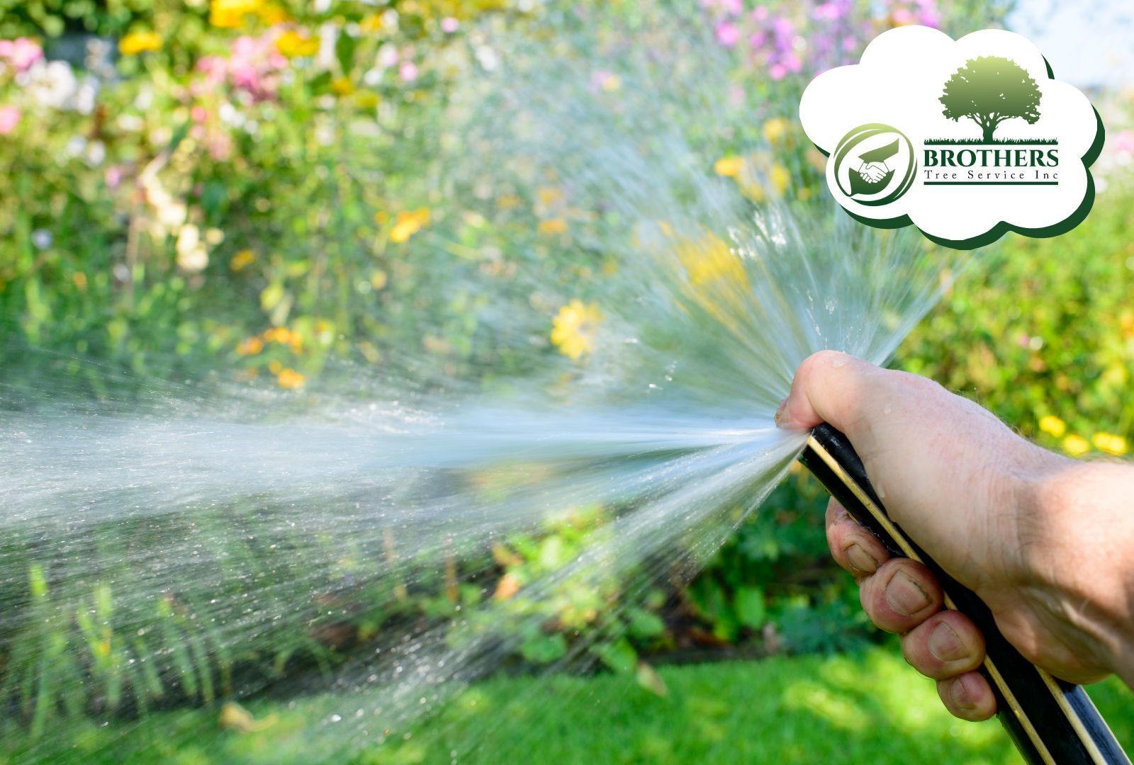 Tree being watered with a soaker hose during hot weather