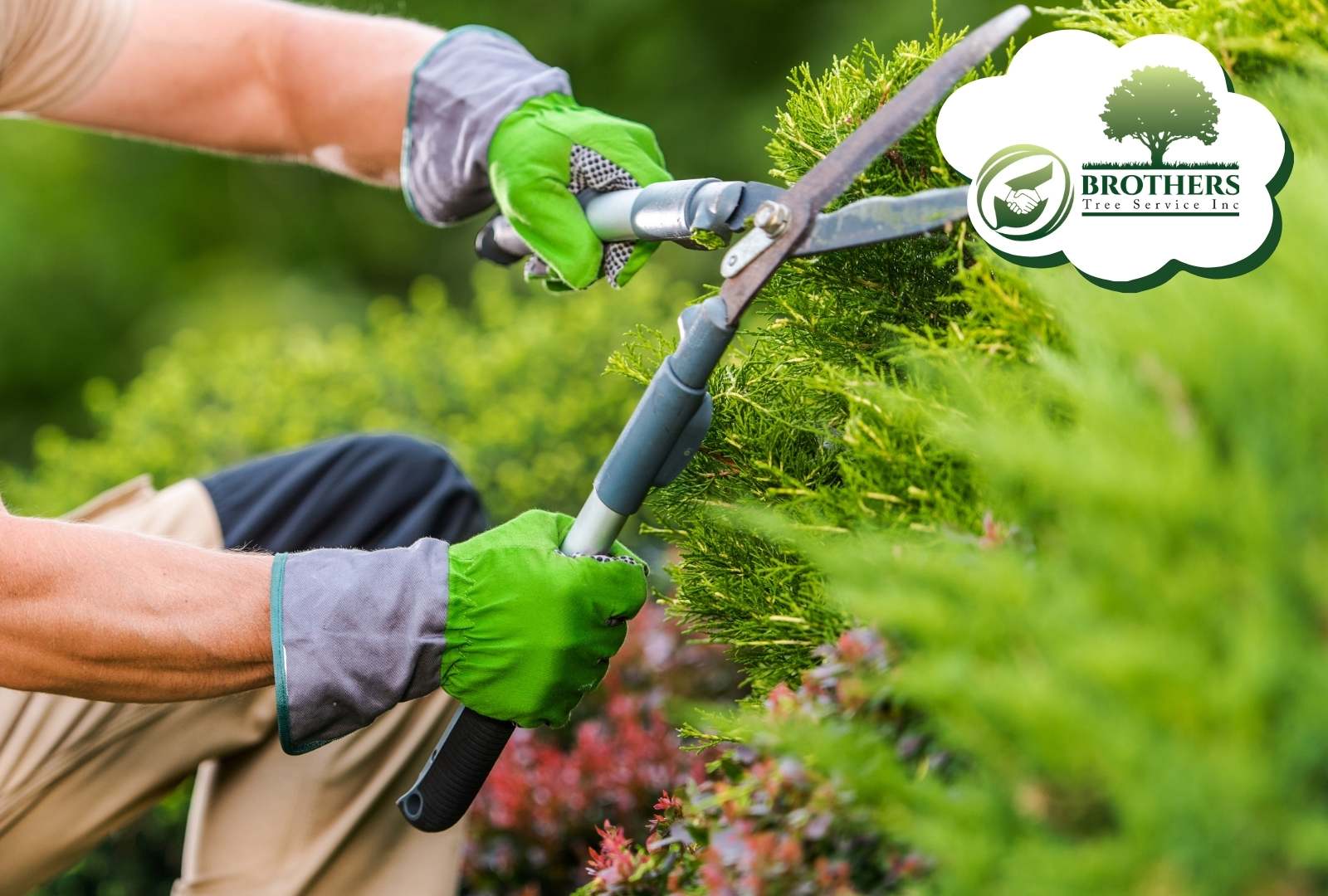 Close-up of pruning shears being cleaned and sharpened