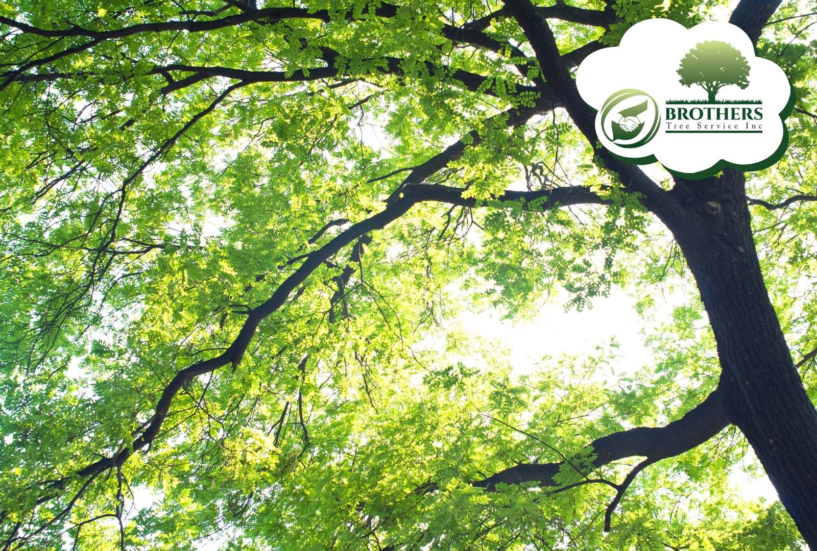 Expert demonstrating safe tree pruning with a pole saw