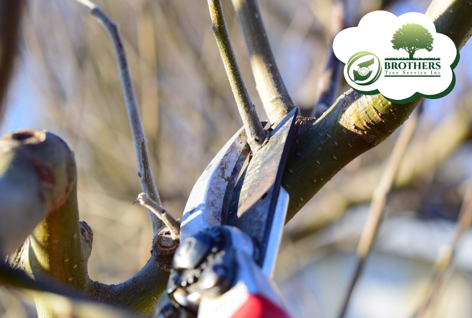Arborist trimming branches to support tree health