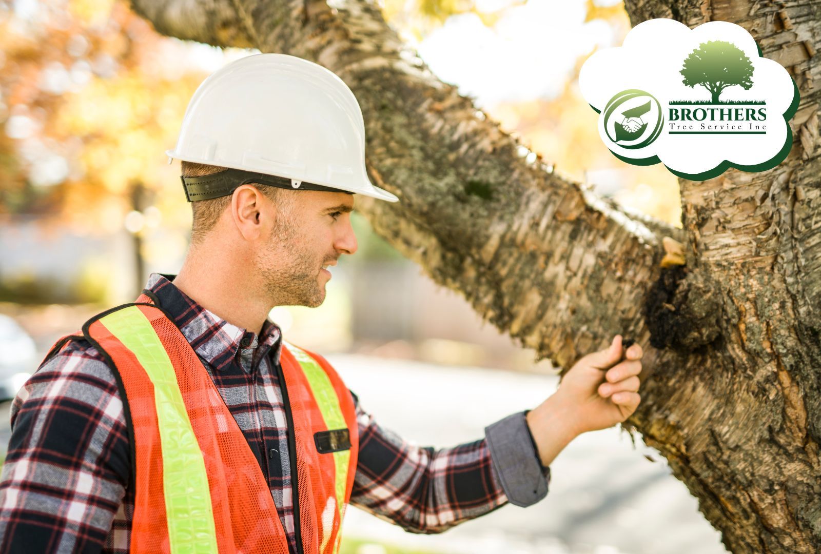 Professional arborist inspecting tree limbs for damage