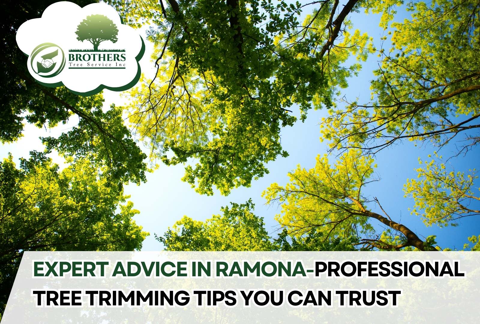 Professional tree trimming service in Ramona