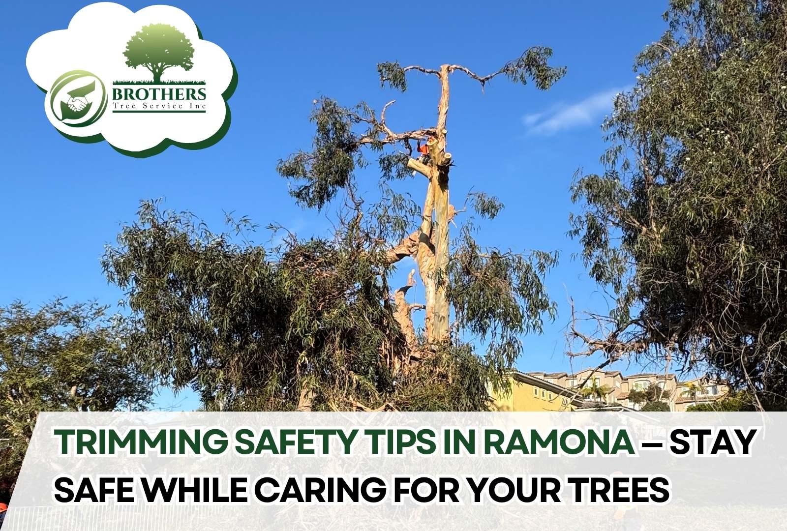 Person wearing safety gear while trimming trees in Ramona