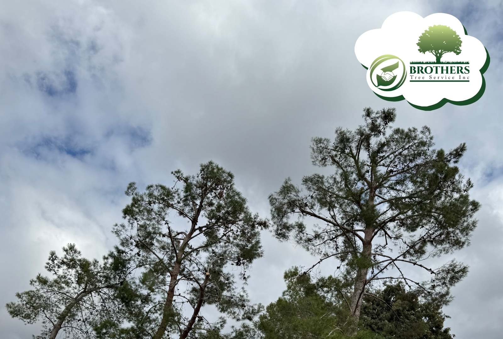 Professional arborist avoiding tree limbs near electrical wires
