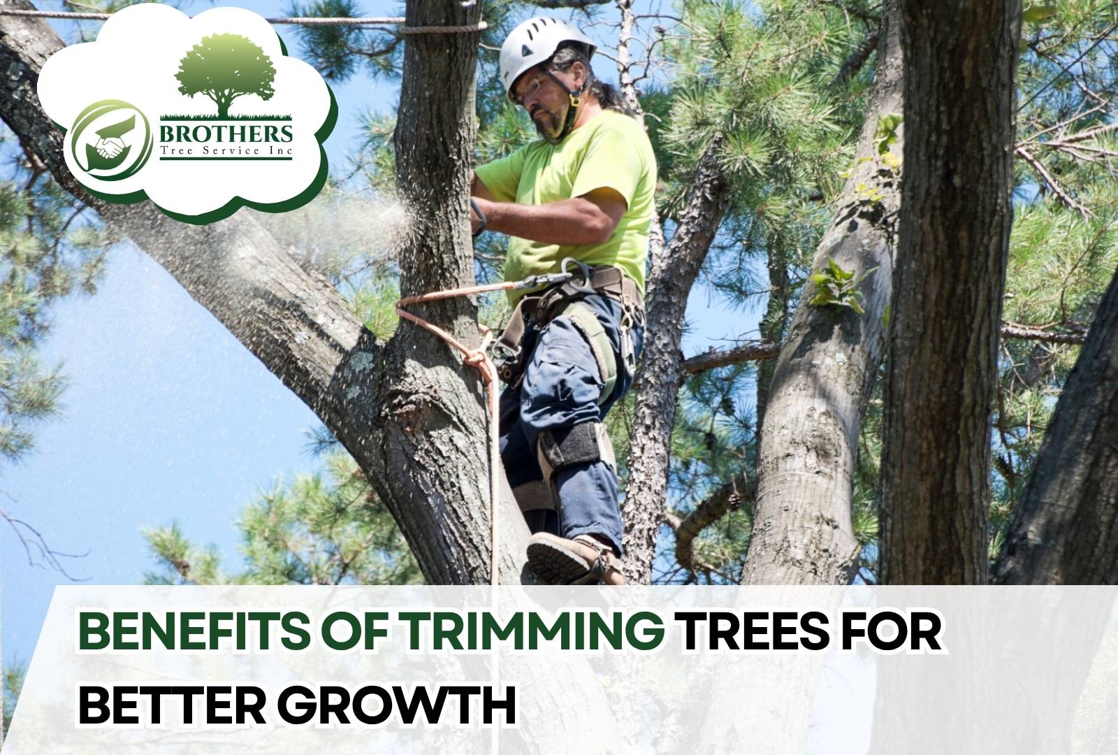 Tree being trimmed to improve health and structure