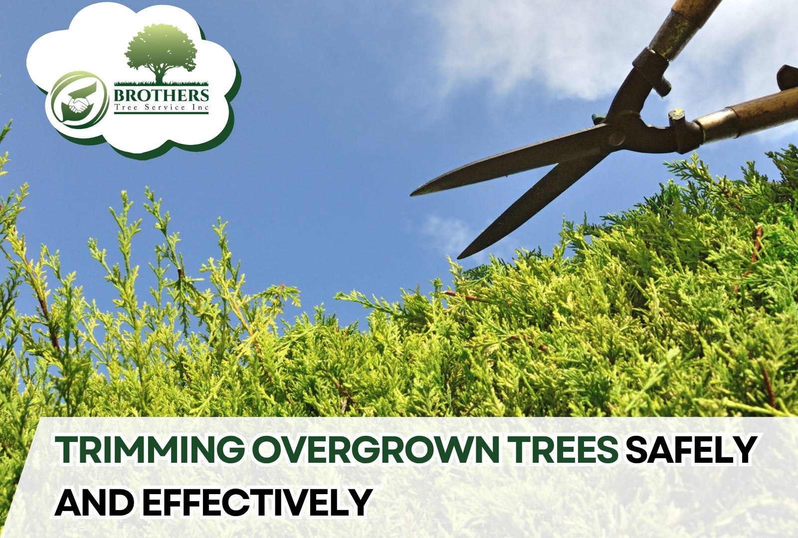 Overgrown tree with limbs being trimmed for safety and shape