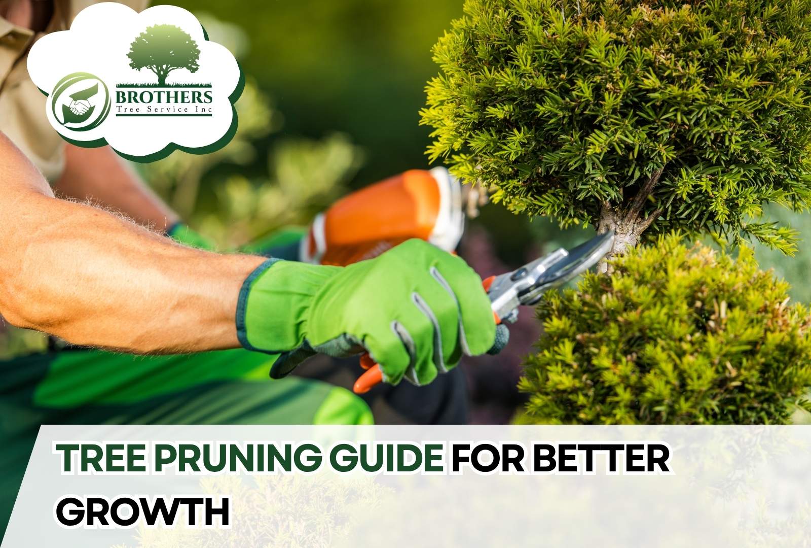 Essential pruning tools arranged on a wooden bench