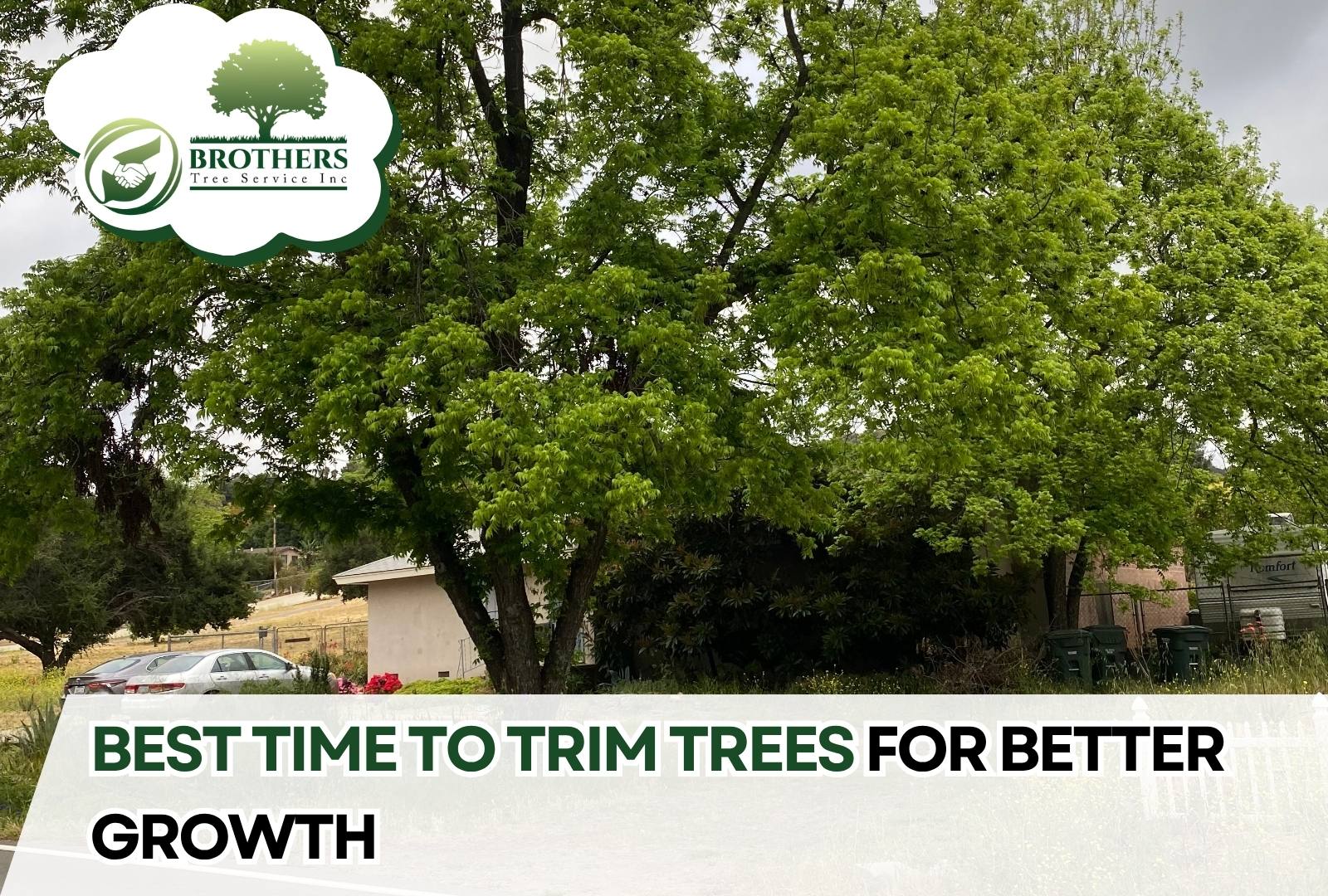 Arborist trimming a tree during late winter for best growth