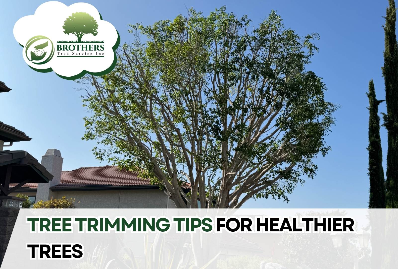 Tree trimming tools arranged on the grass before pruning