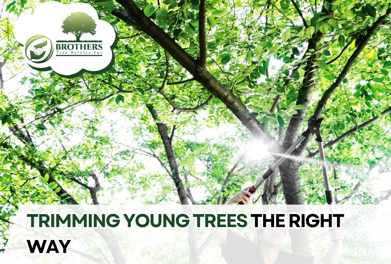 Set of pruning tools prepared for trimming a young tree