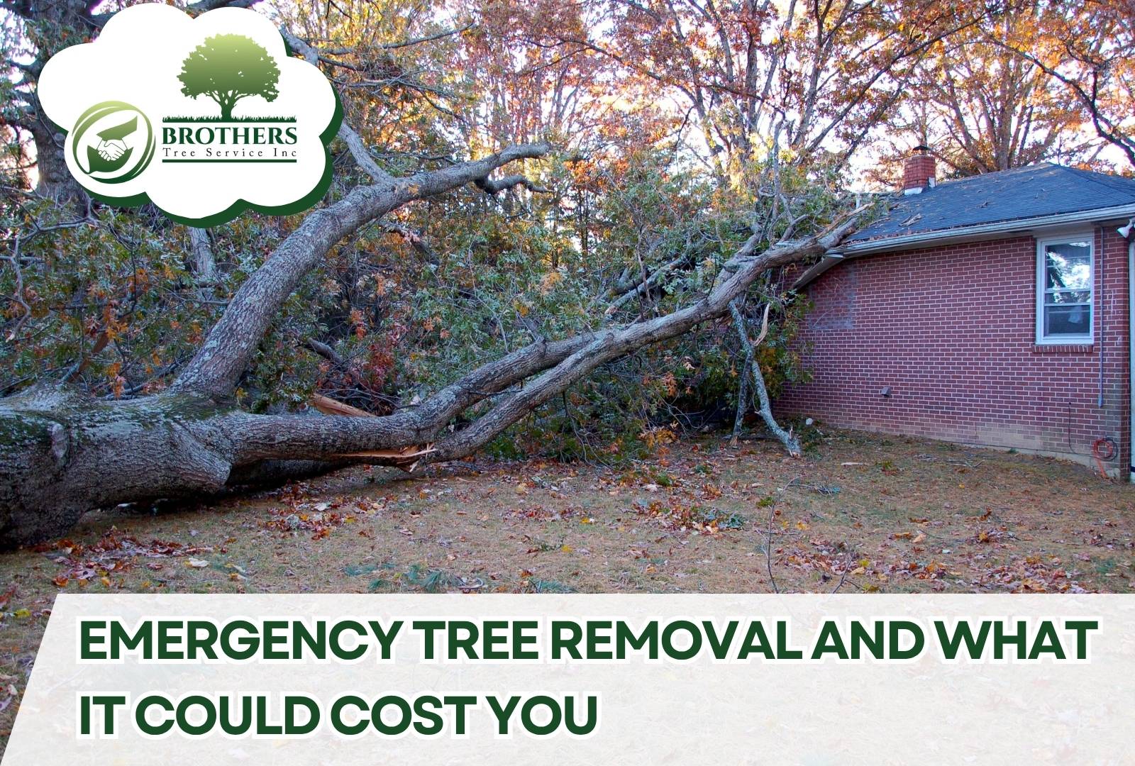Large tree fallen onto a residential roof after a storm