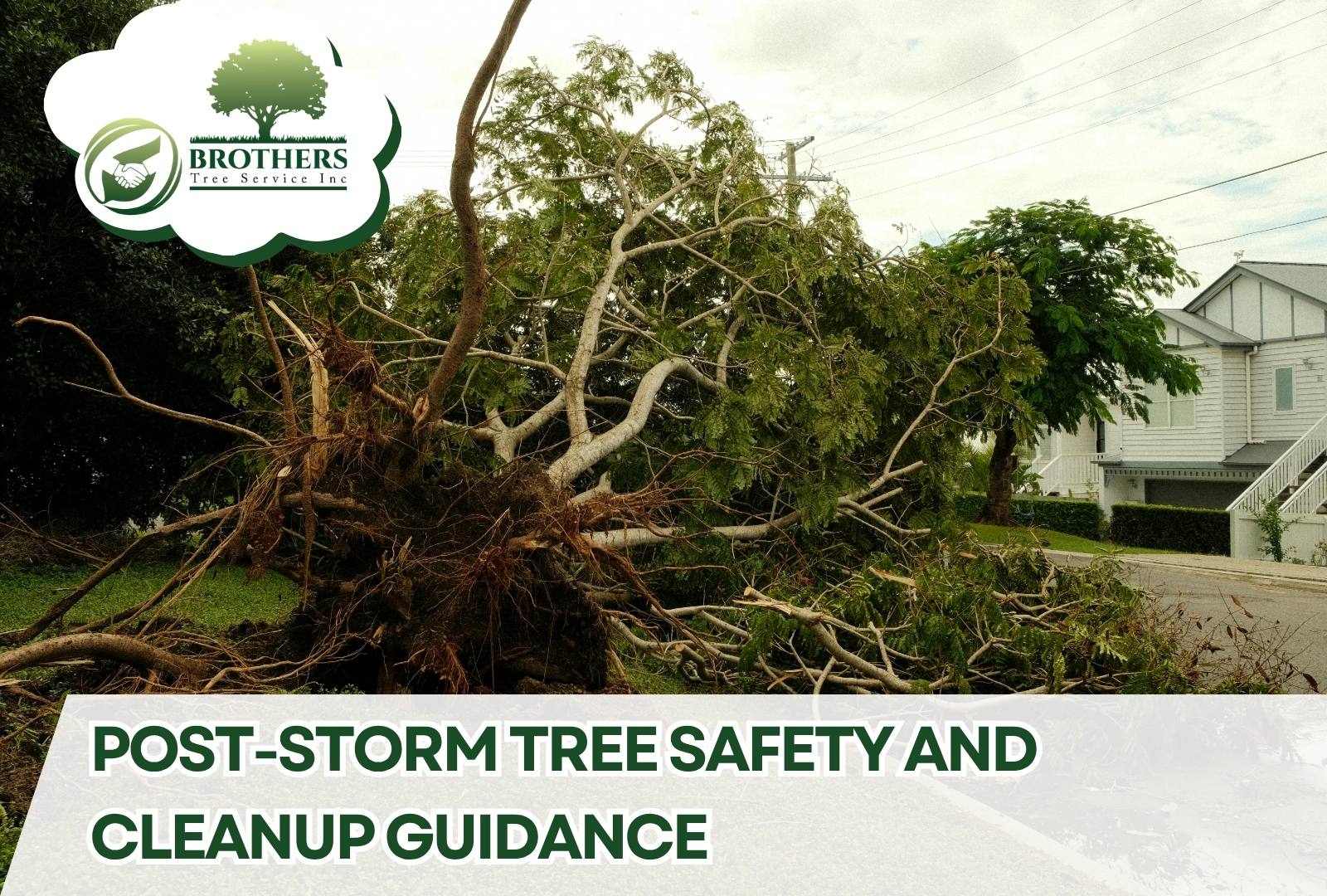 Uprooted tree blocking street after a storm in residential neighborhood – Brother's Tree Service emergency response