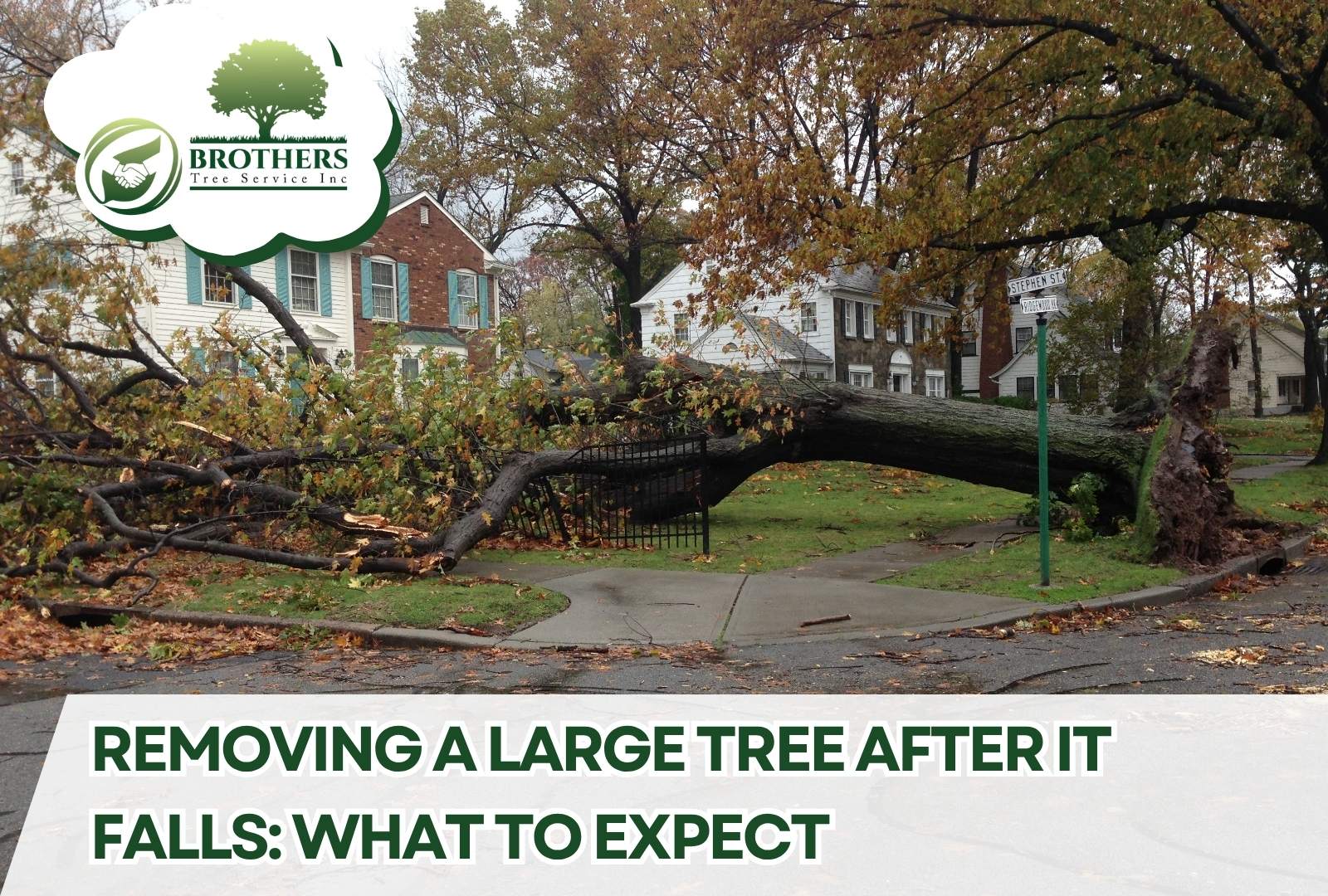 Exposed roots and fallen trunk of a large tree in a backyard