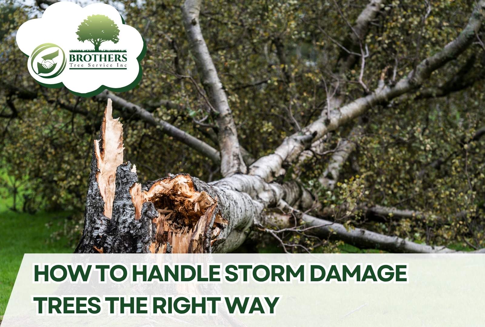 How to Handle Storm Damage Trees the Right Way
