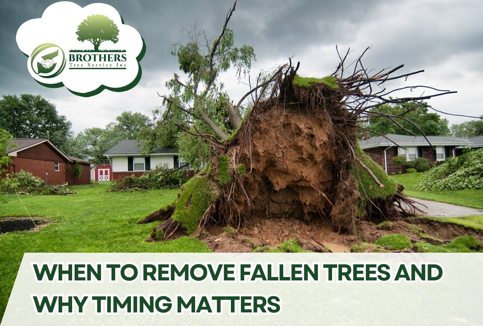 Large tree lying across a backyard after heavy winds