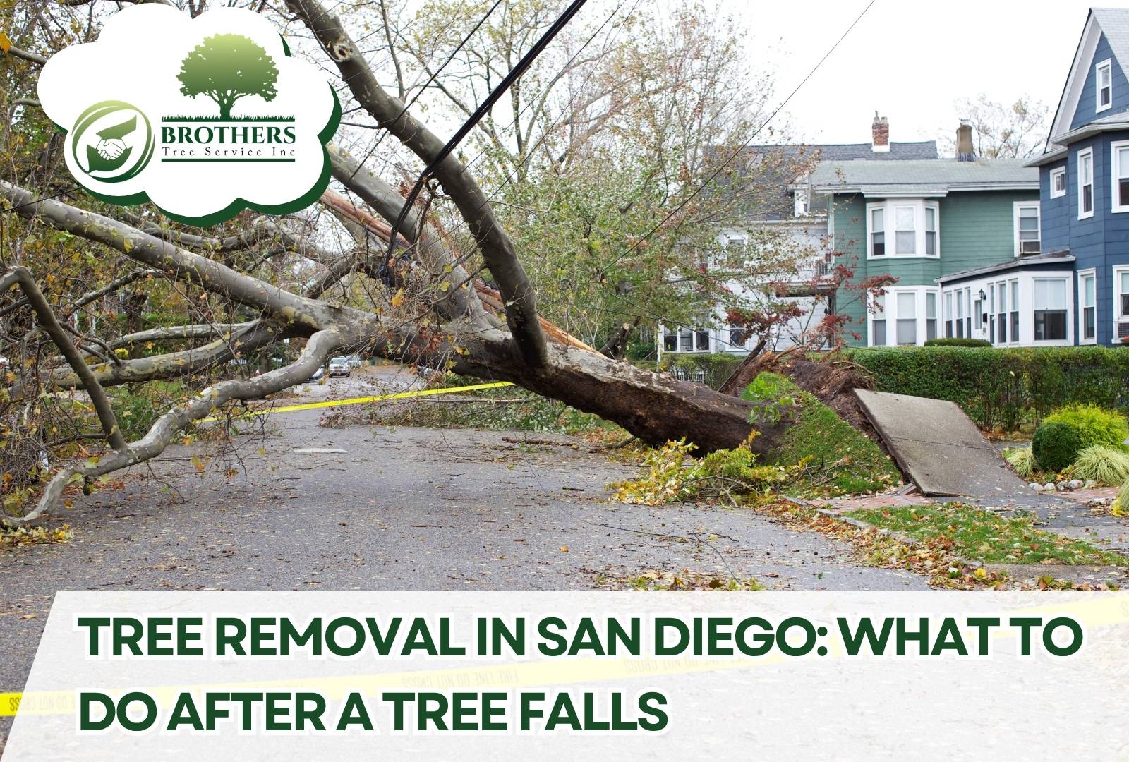 Tree removal crew cutting up a fallen tree in a San Diego backyard
