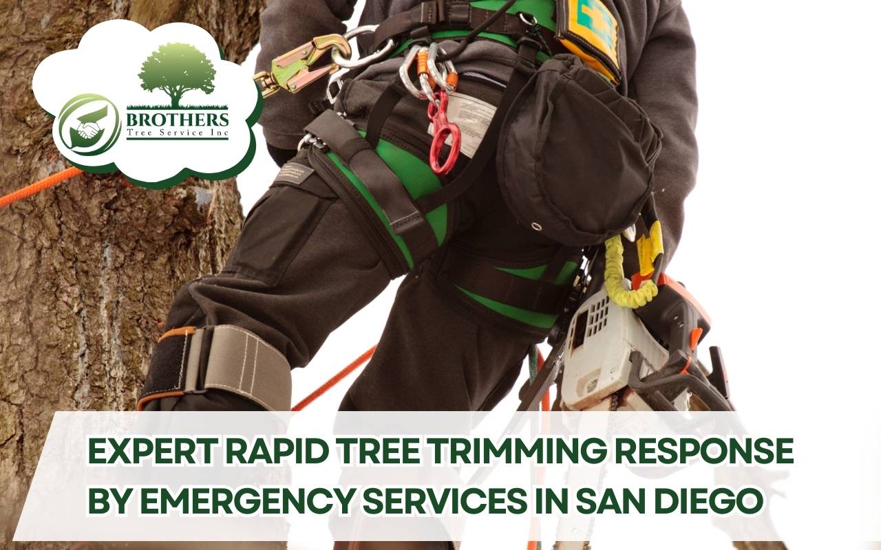 Arborist wearing safety gear and using rigging system during rapid tree trimming response.