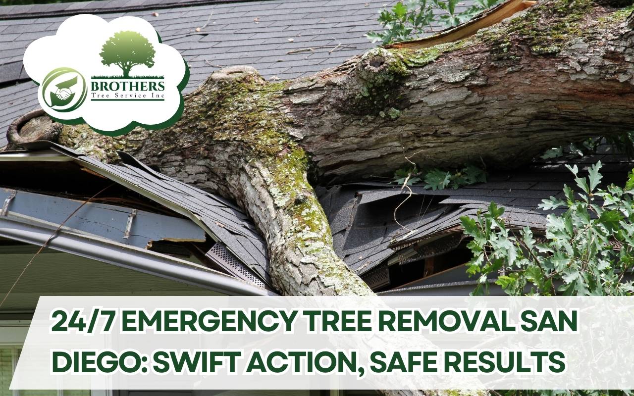Certified arborists performing 24/7 emergency tree removal in San Diego safely