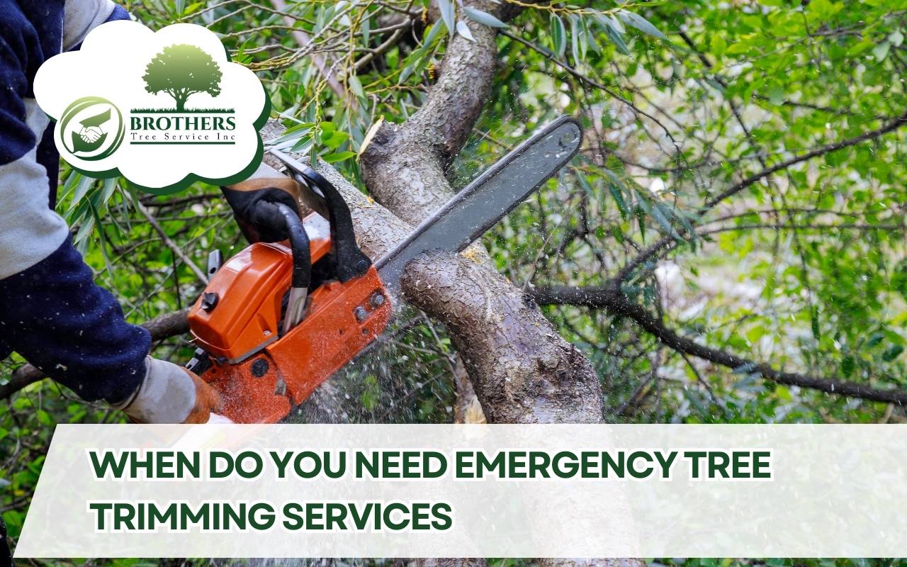 Certified arborist performing emergency tree trimming on a leaning tree near a house in San Diego