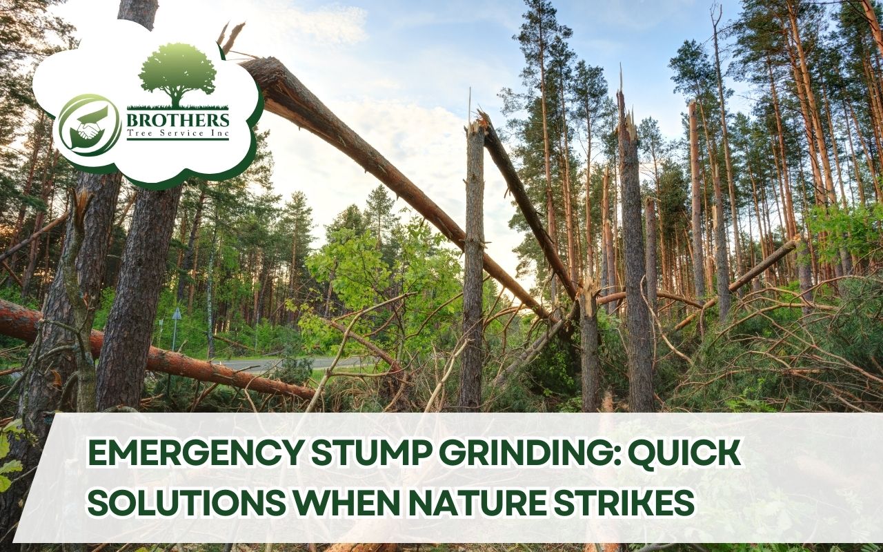 Fallen tree and hazardous stump in a San Diego backyard after a storm