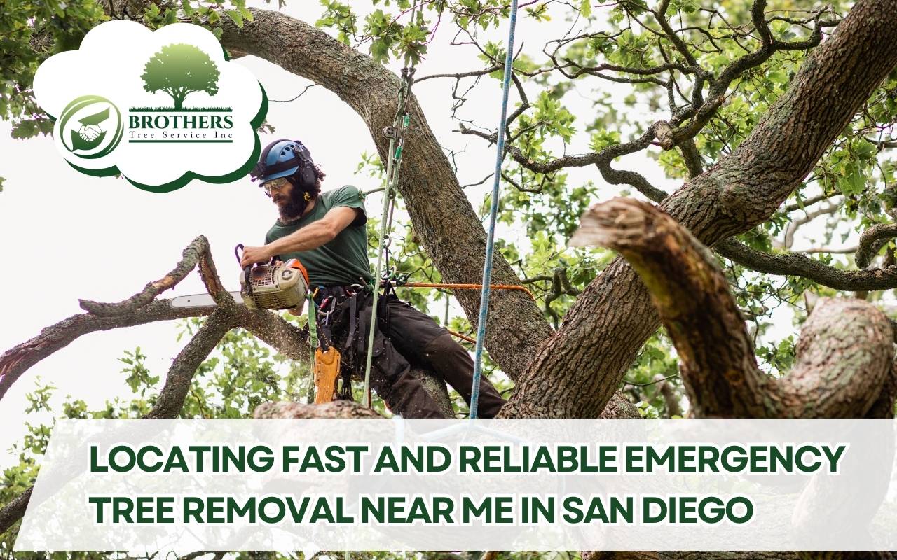 Professionals inspecting fallen trees during emergency tree removal near me in San Diego.