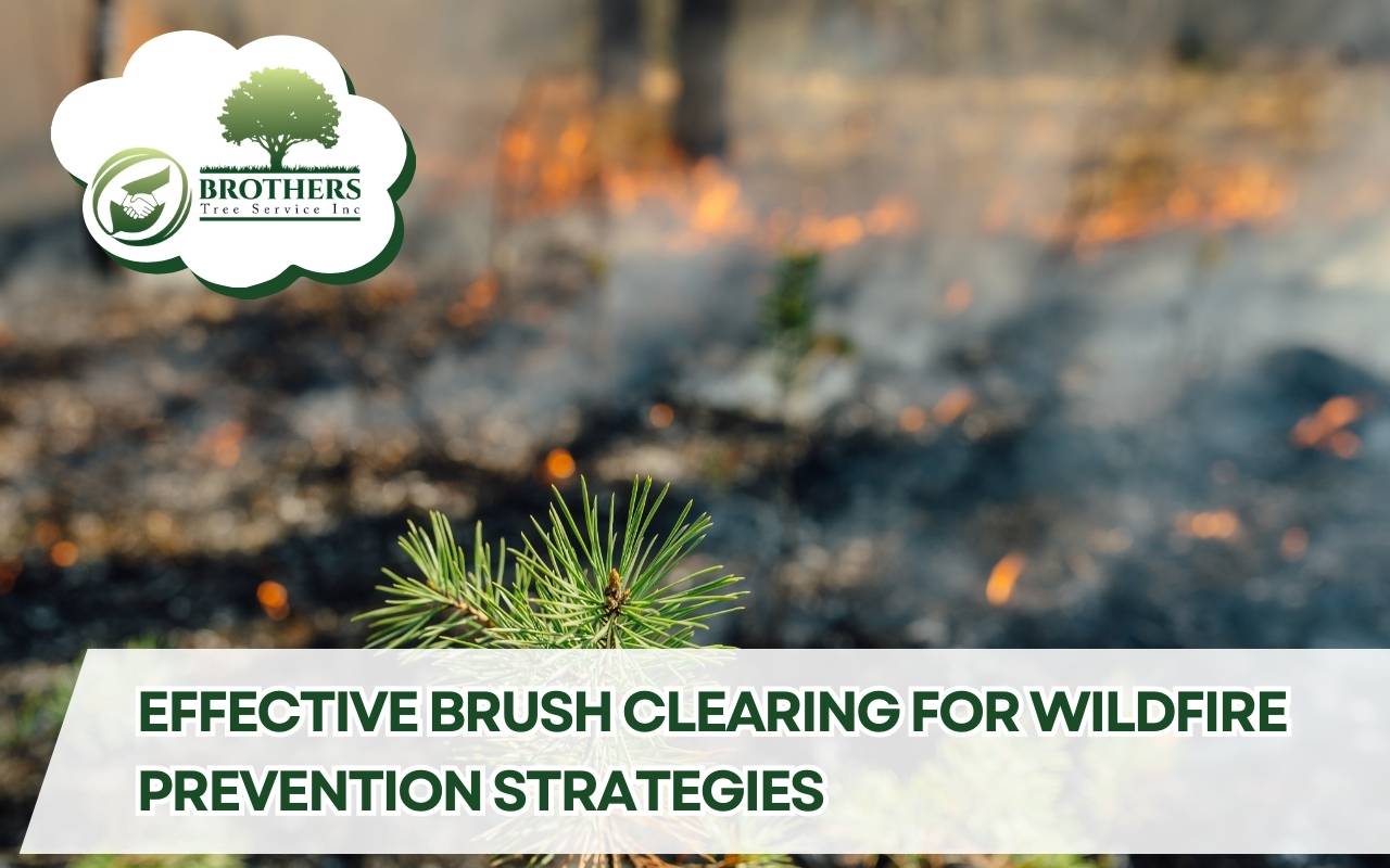 Defensible space created with brush clearing for wildfire prevention