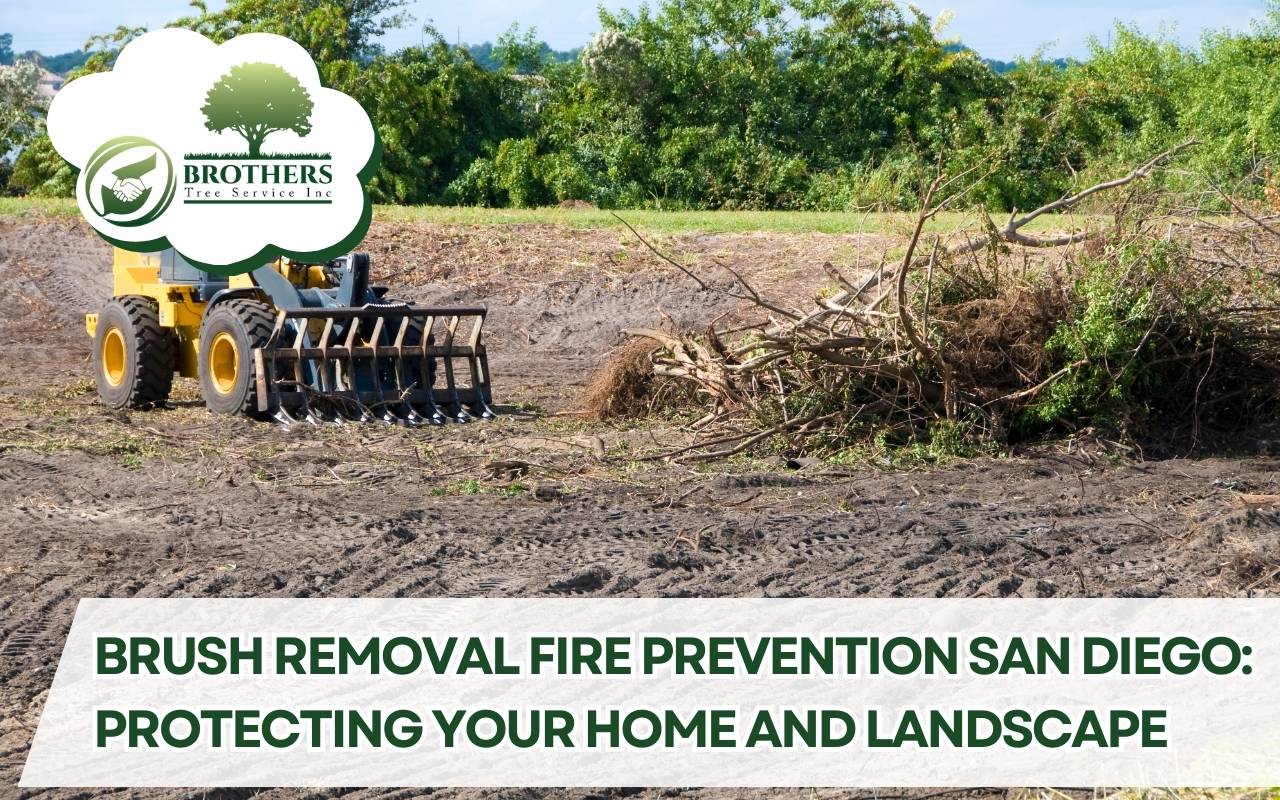 Brush Removal Fire Prevention San Diego yard clearing