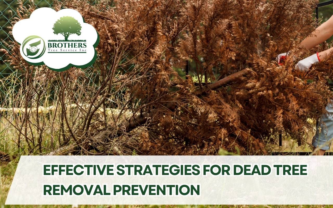 Risks of ignoring dead tree removal prevention in landscapes