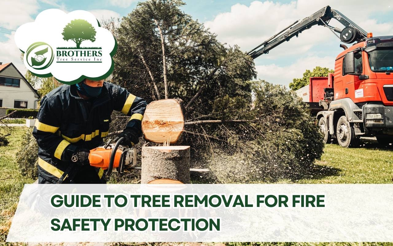 Tree removal for fire safety guide to protect homes