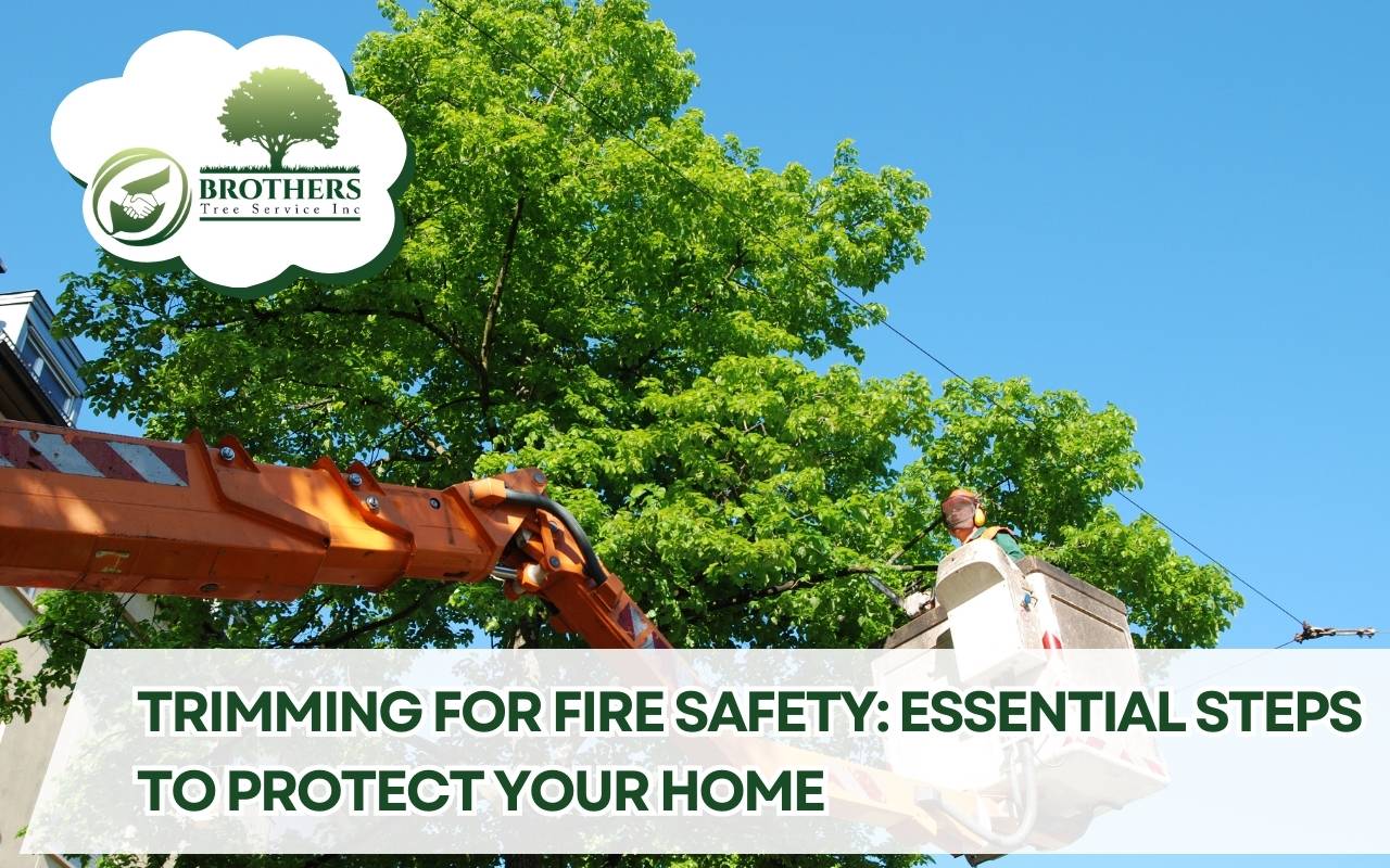 Trimming trees and underbrush for wildfire prevention