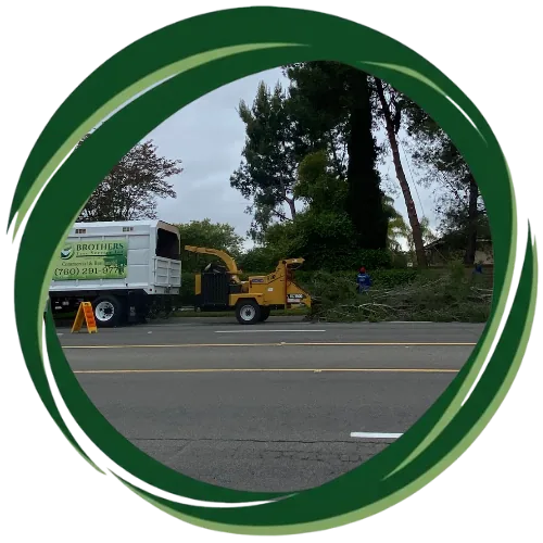 Certified expert performing safe Tree Removal in San Diego, CA.