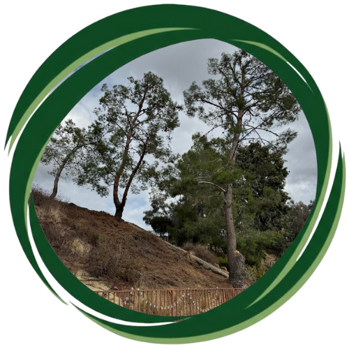 Beautiful trimmed yard in Escondido with healthy green trees.