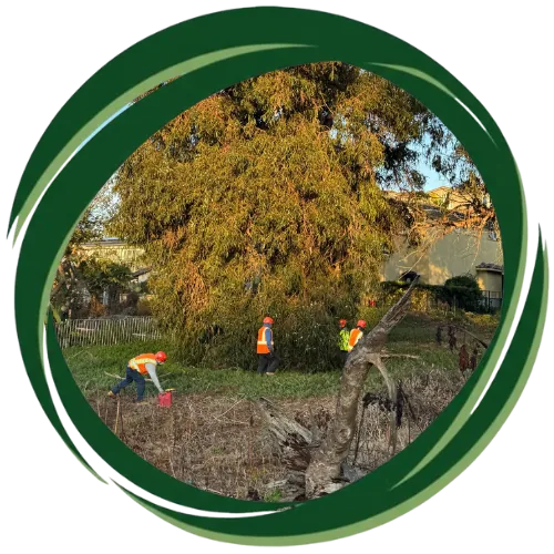 Emergency tree service in San Diego, CA removing hazardous branches safely