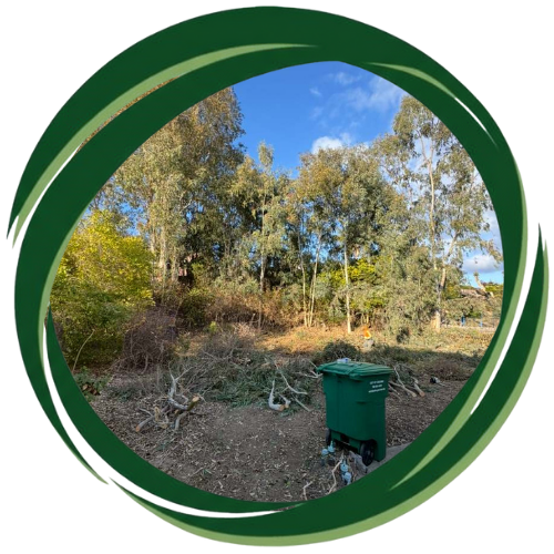 Expert tree removal in Escondido, CA ensuring property safety