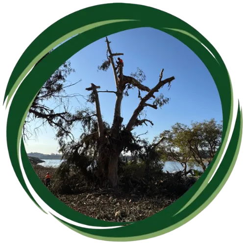 Expert tree trimming in San Diego, CA improving property safety and curb appeal