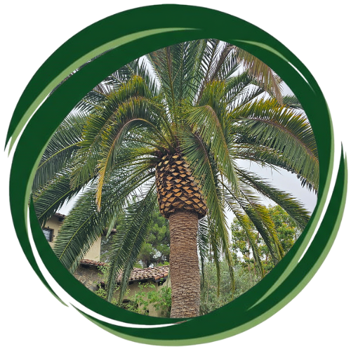 Palm tree trimming in Escondido keeping trees healthy and strong.