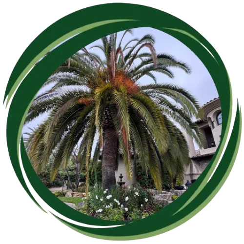 Professional palm tree trimming service in San Diego keeping trees healthy and attractive