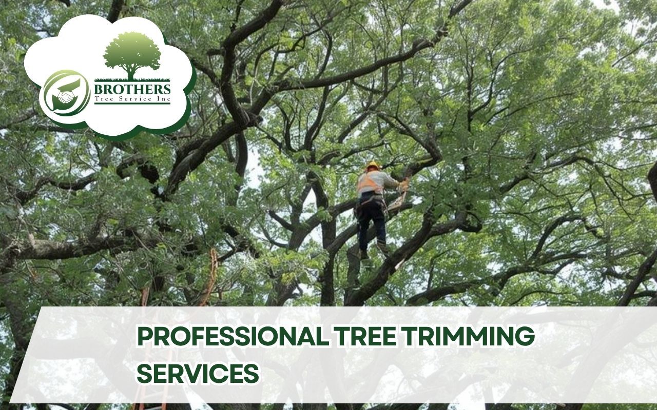 Safety rigging setup for Professional Tree Trimming Services